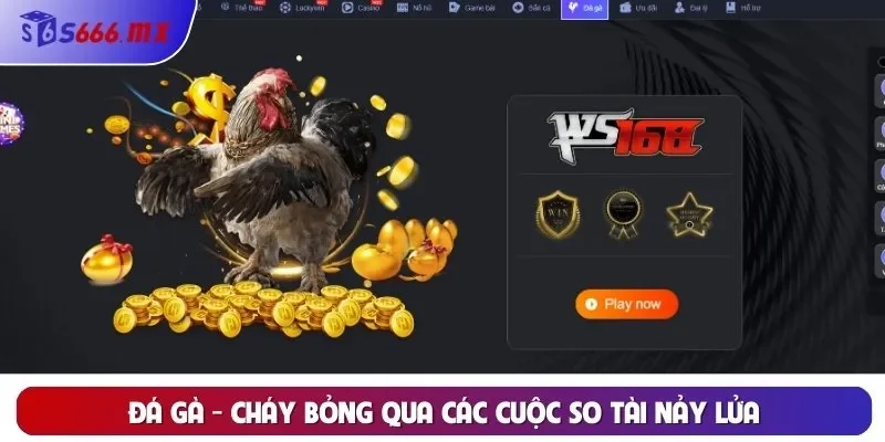 Đá gà - Cháy bỏng qua các cuộc so tài nảy lửa