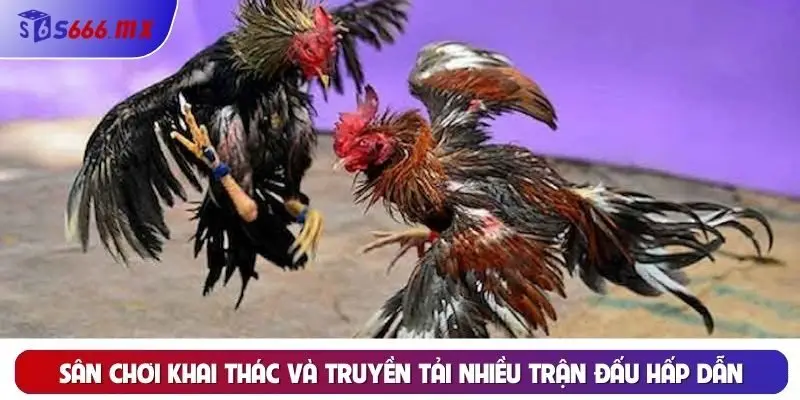 Sân chơi khai thác và truyền tải nhiều trận đấu hấp dẫn